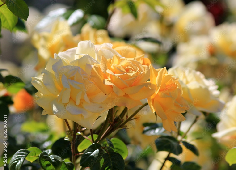 Delicate cream roses in the Park in spring Delicate cream roses in the Park in spring