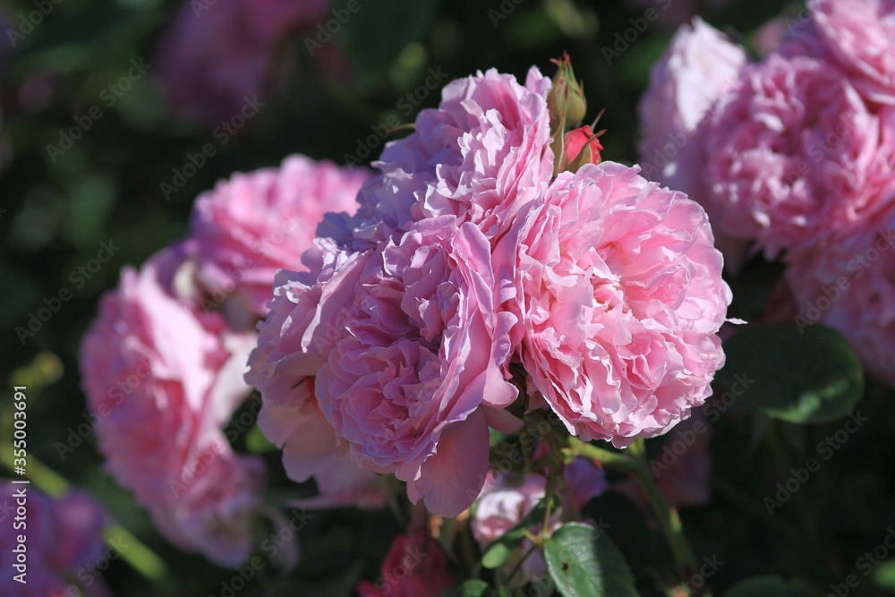 Beautiful pink roses in the Park in spring Beautiful pink roses in the Park in spring