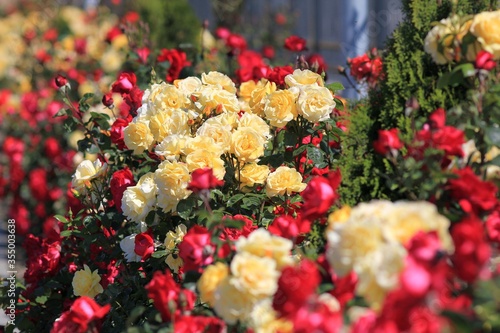 Alley of roses in the port of Varna (Bulgaria)