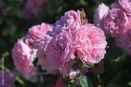 Beautiful pink roses in the Park in spring