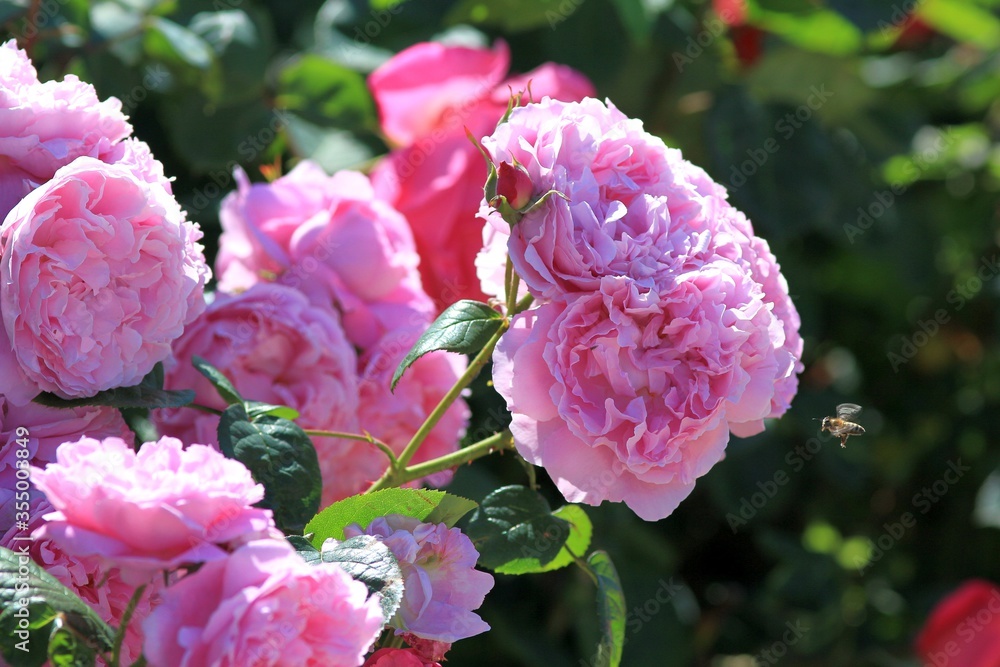 Obraz premium Beautiful pink roses in the Park in spring