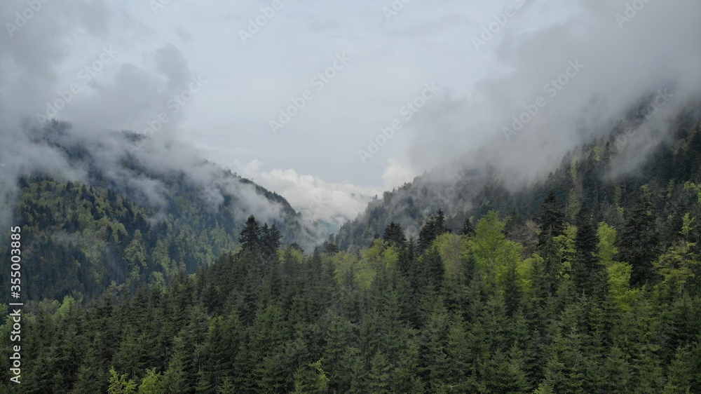 Carpathian mountains in the fog. Mountain peaks among beautiful clouds at summer. Carpathian mountains. Ukraine. pine trees in the Carpathians. Карпатские горы. Украина. Европа.