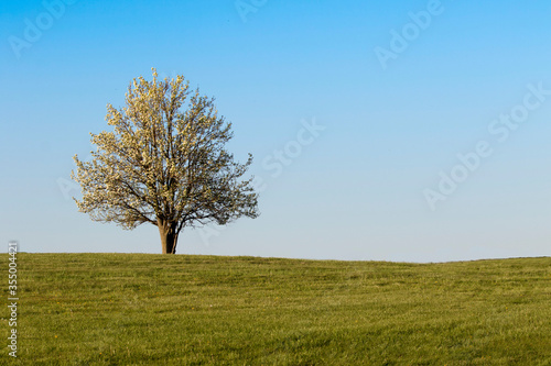 Lonely Pear tree in the field
