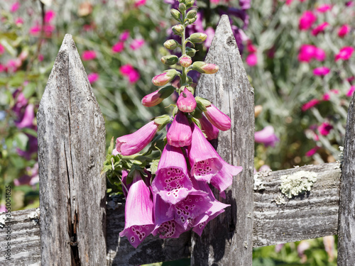 Digitalis purpurea. Foxglove or common foxglove with bell-shaped purple pink flowers in cluster grown as an ornamental plant on the edge of gardens photo