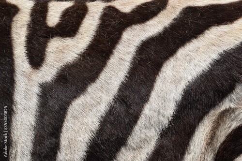 Fur of a zebra, zebra stripes, black and white, Animal Park Bretten, Germany