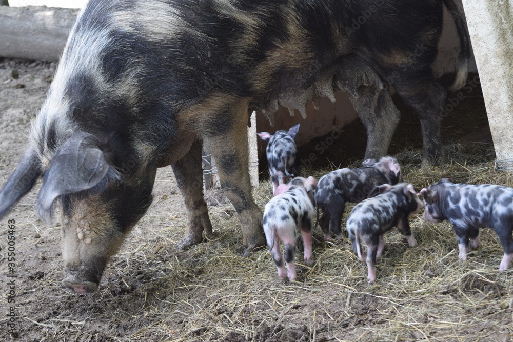 Mama Pig and her newborn baby piggys, Animal Park Bretten, Germany Mama Pig and her newborn baby piggys, Animal Park Bretten, Germany