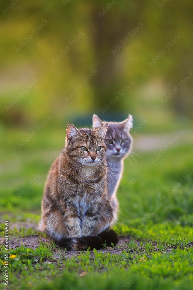 Obraz premium two striped cats sit side by side on the grass in the spring garden