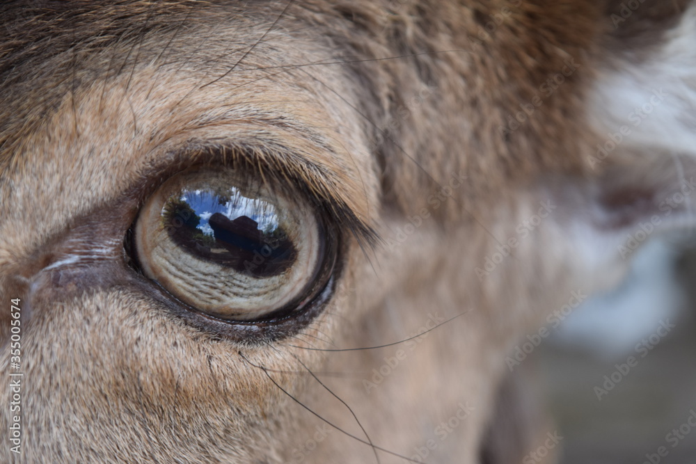 Reflection in the eyes of a deer, Animal Park Bretten, Germany Reflection in the eyes of a deer, Animal Park Bretten, Germany