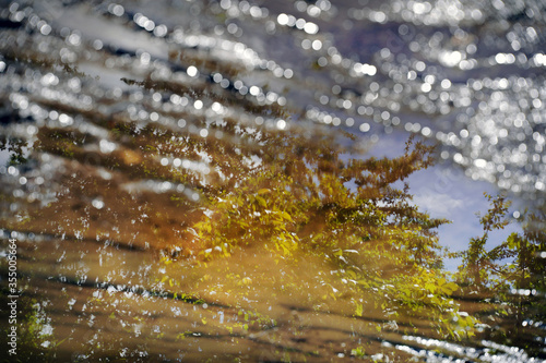 reflection of trees in a puddle with blur and bokeh