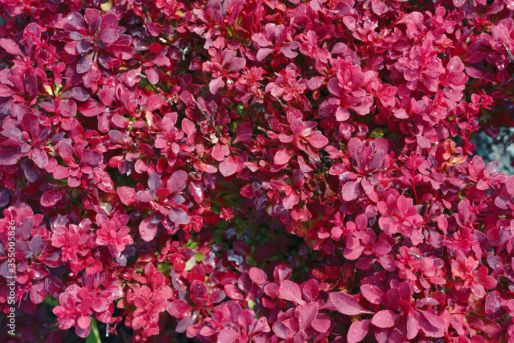 Obraz premium natural low bush with beautiful pink leaves