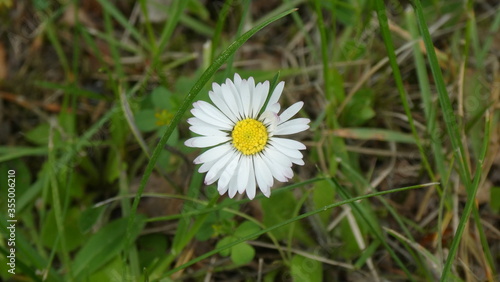Gänseblümchen / Daisy (close up)