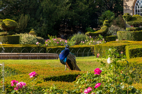 Obraz na plátně Peacock strolling at Warwick Castle, United Kingdom
