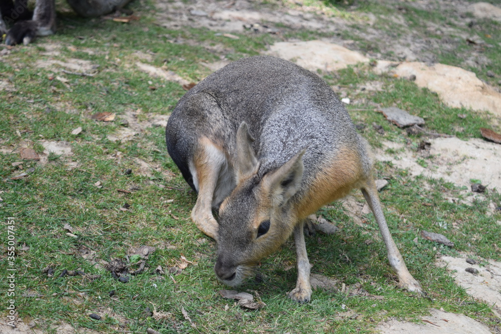 Fototapeta premium Pampas hare running around on a green meadow, Animal Park Bretten, Germany