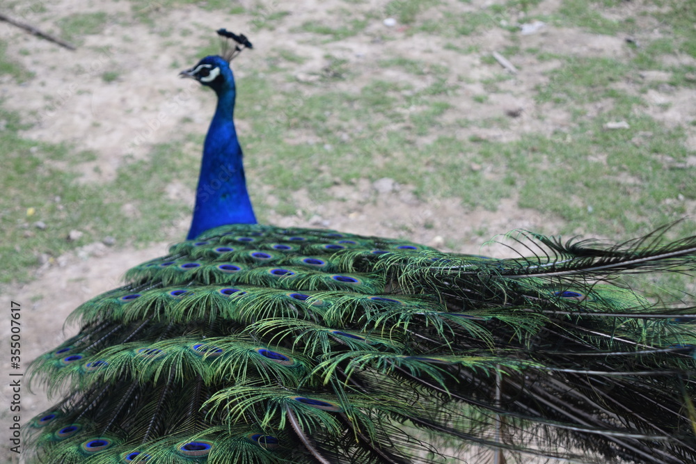Fototapeta premium A colorful male peacock from behind in the Animal Park Bretten, Germany