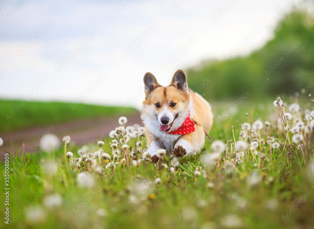 funny Corgi dog puppy is running merrily through a blooming meadow with white fluffy dandelions funny Corgi dog puppy is running merrily through a blooming meadow with white fluffy dandelions