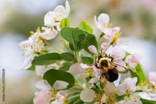 Bumble bee © Elizabeth