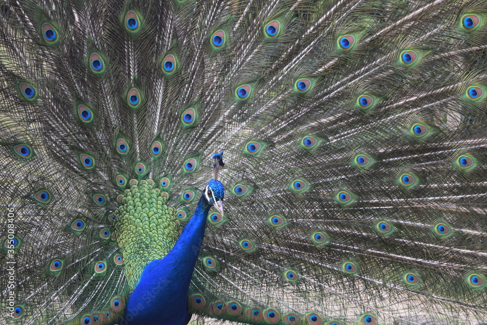 Naklejka premium A male peacock shows the beautiful colors of its green-blue feathers and beats a wheel, animal park Bretten, Germany