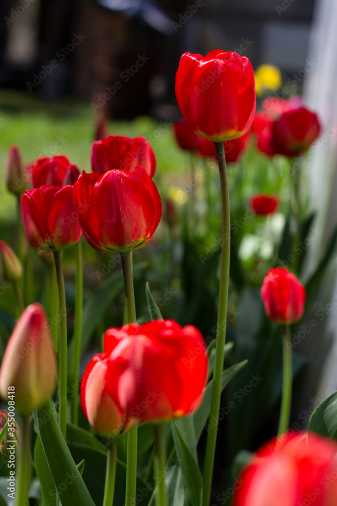 Fototapeta premium Beautiful large red tulips closeup lit by the sun on a blurred background