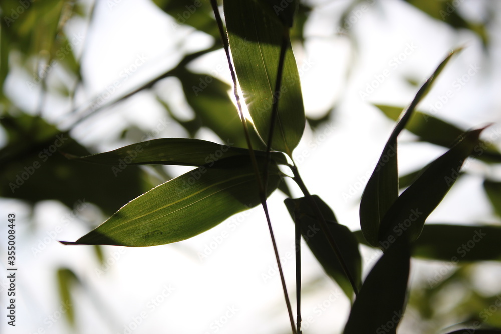 Fototapeta premium Bamboo background with green leaves and tropical branches defocussed behind with copy space 