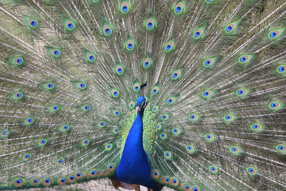 Fototapeta premium A male peacock shows the beautiful colors of its green-blue feathers and beats a wheel, animal park Bretten, Germany