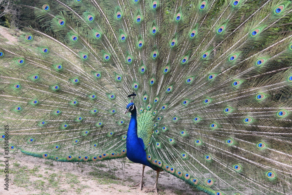 Obraz premium A male peacock shows the beautiful colors of its green-blue feathers and beats a wheel, animal park Bretten, Germany