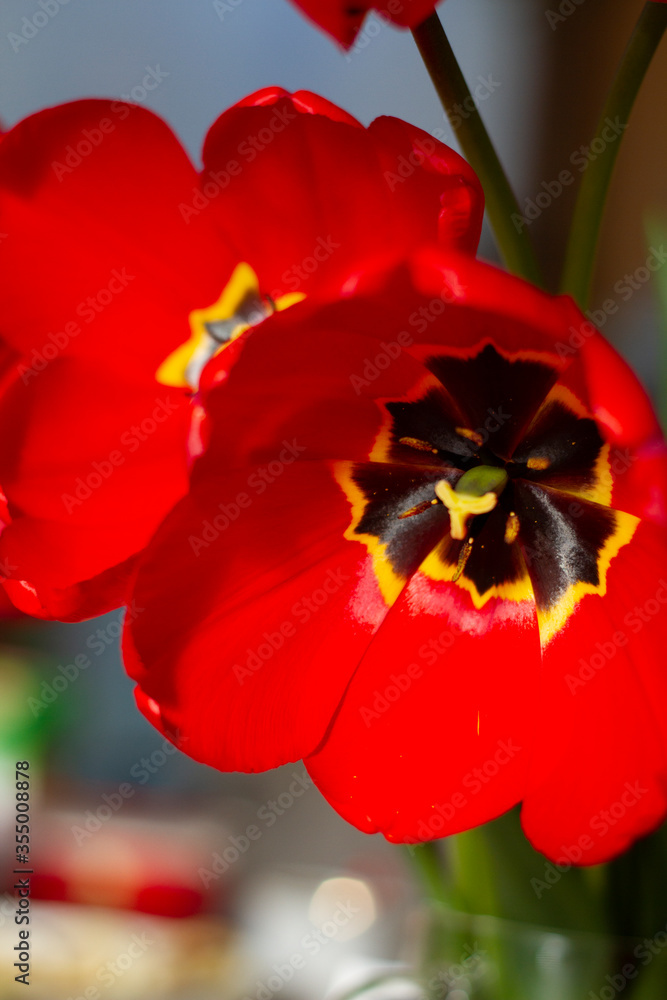 Naklejka premium Beautiful large red tulips closeup lit by the sun on a blurred background