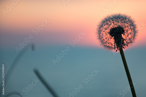 Wonderful sunset or sunrise on the sea  with blurred sky background and sun in the center of a flower silhouette  nature sunset or sunrise background