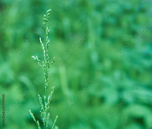 Solitary plant blade of grass on a green natural background. Copy space. Selective focus. 