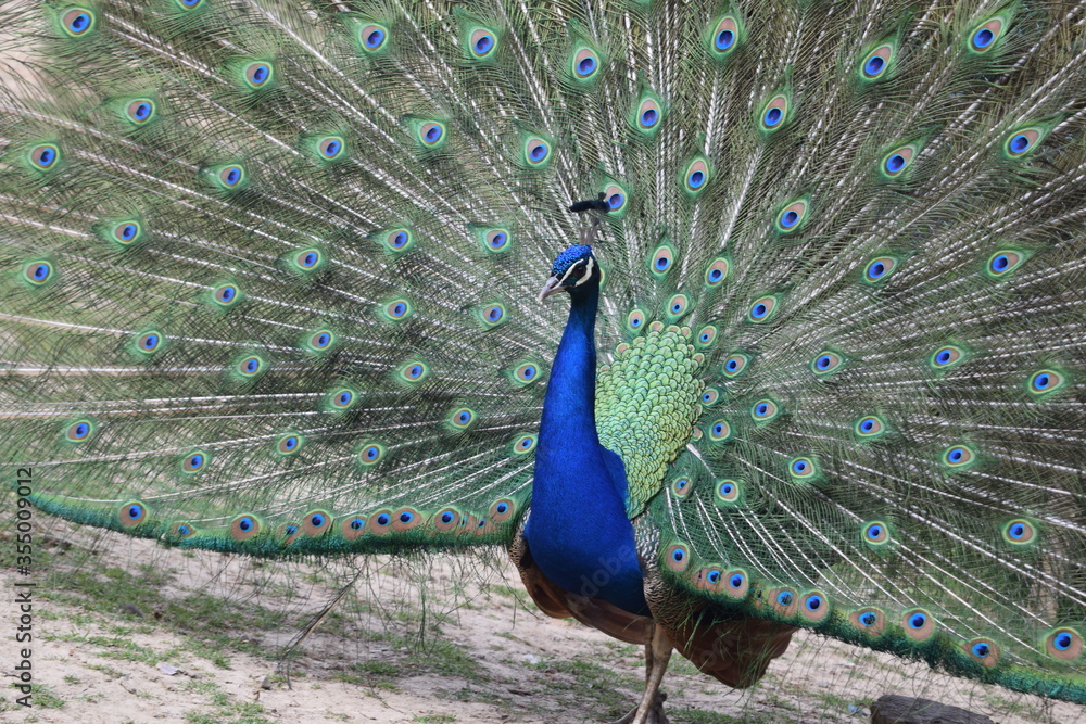 Fototapeta premium A male peacock shows the beautiful colors of its green-blue feathers and beats a wheel, animal park Bretten, Germany