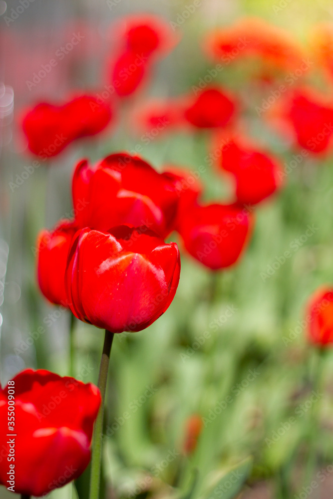 Obraz premium Beautiful large red tulips closeup lit by the sun on a blurred background
