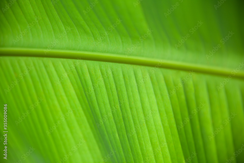 The detailed pattern images of the banana leaves can be used to make a background image.
