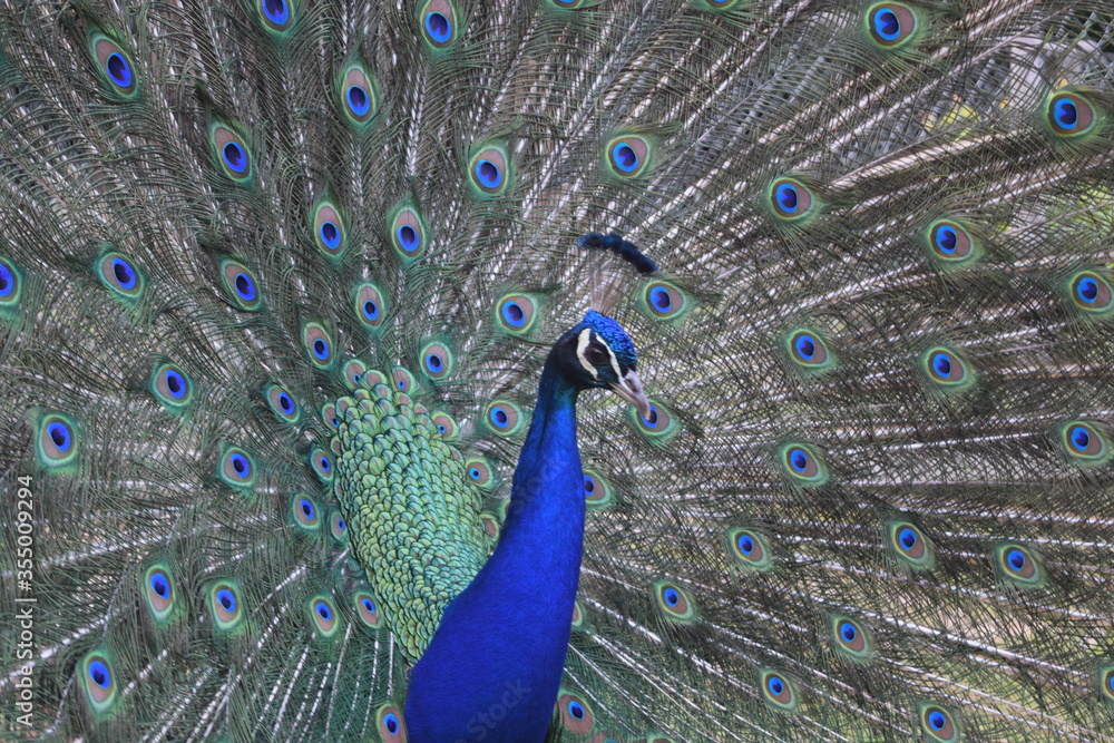 Fototapeta premium A male peacock shows the beautiful colors of its green-blue feathers and beats a wheel, animal park Bretten, Germany