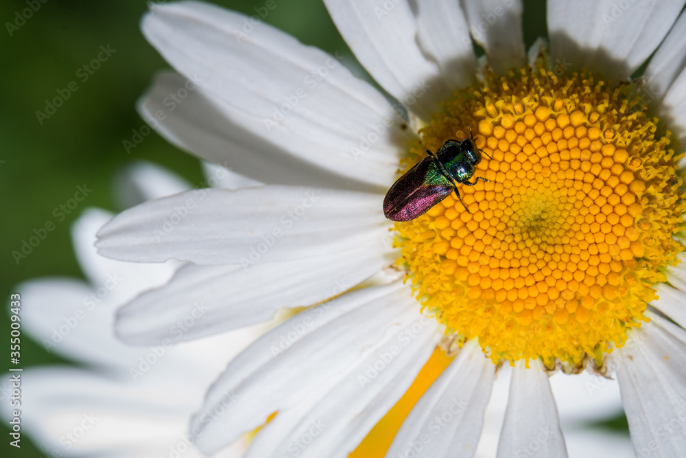 camomile flower garden close up with a small multicolored bug on it camomile flower garden close up with a small multicolored bug on it