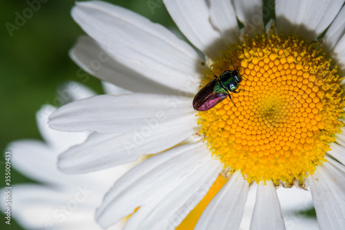 camomile flower garden close up with a small multicolored bug on it