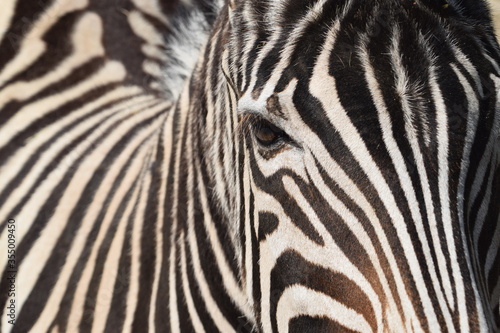 Head and eyes of a zebra in the Animal Park Bretten  Germany