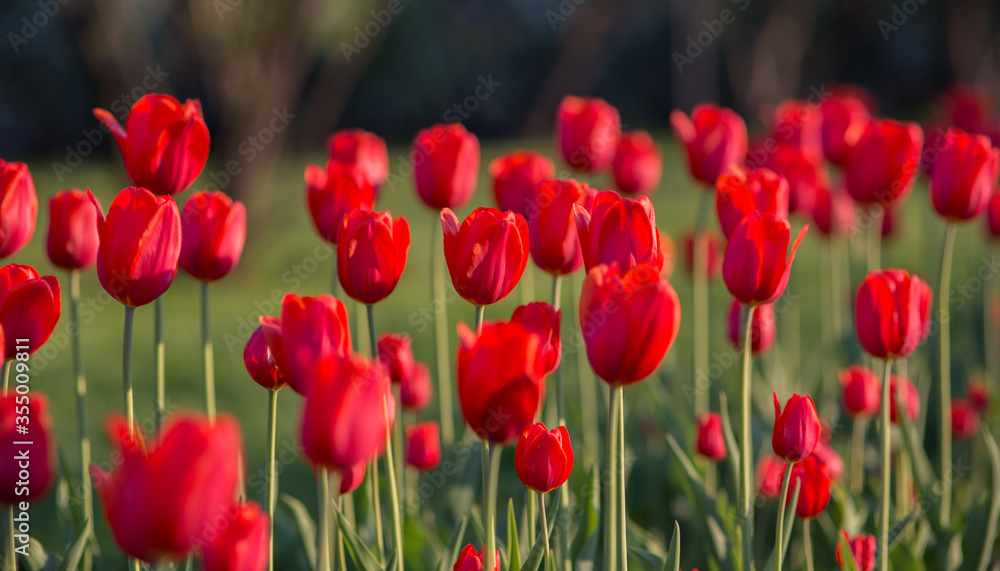 Red tulips illuminated by the sun. Selective focus, blurred background. Red tulips illuminated by the sun. Selective focus, blurred background.