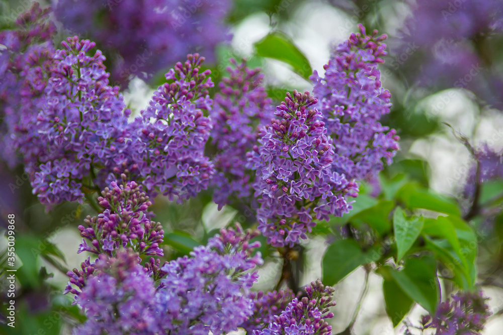 Blooming lilacs purple spring on a clear day. Selective focus Blooming lilacs purple spring on a clear day. Selective focus