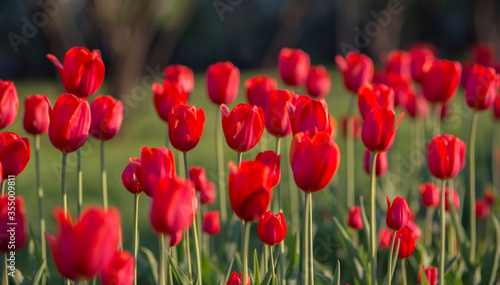 Red tulips illuminated by the sun. Selective focus  blurred background.