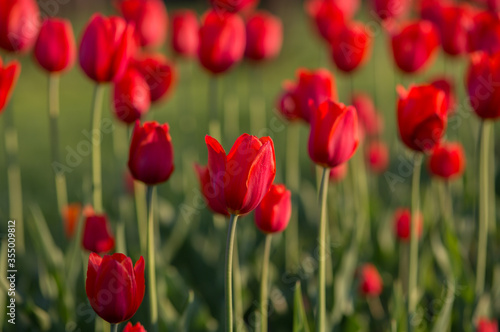 Red tulips illuminated by the sun. Selective focus, blurred background. © Arina B