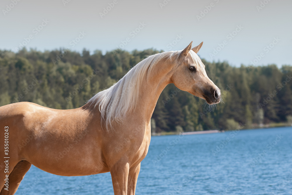 Obraz premium Portrait of a beautiful palomino horse on natural summer background near a river, head closeup