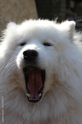 Samoyed dog  puppy head face  white fluffy  herding dog  with thick white related to the laika , spitz  from Siberia © cheekylorns