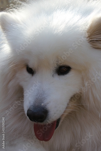Samoyed dog  puppy head face  white fluffy  herding dog  with thick white related to the laika , spitz  from Siberia © cheekylorns