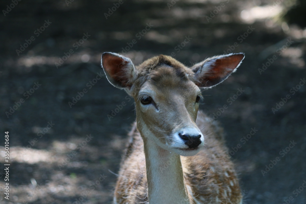 Hirsch Hirsch