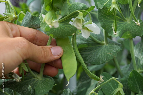 hand picking a fresh green snow pea in the garden photo