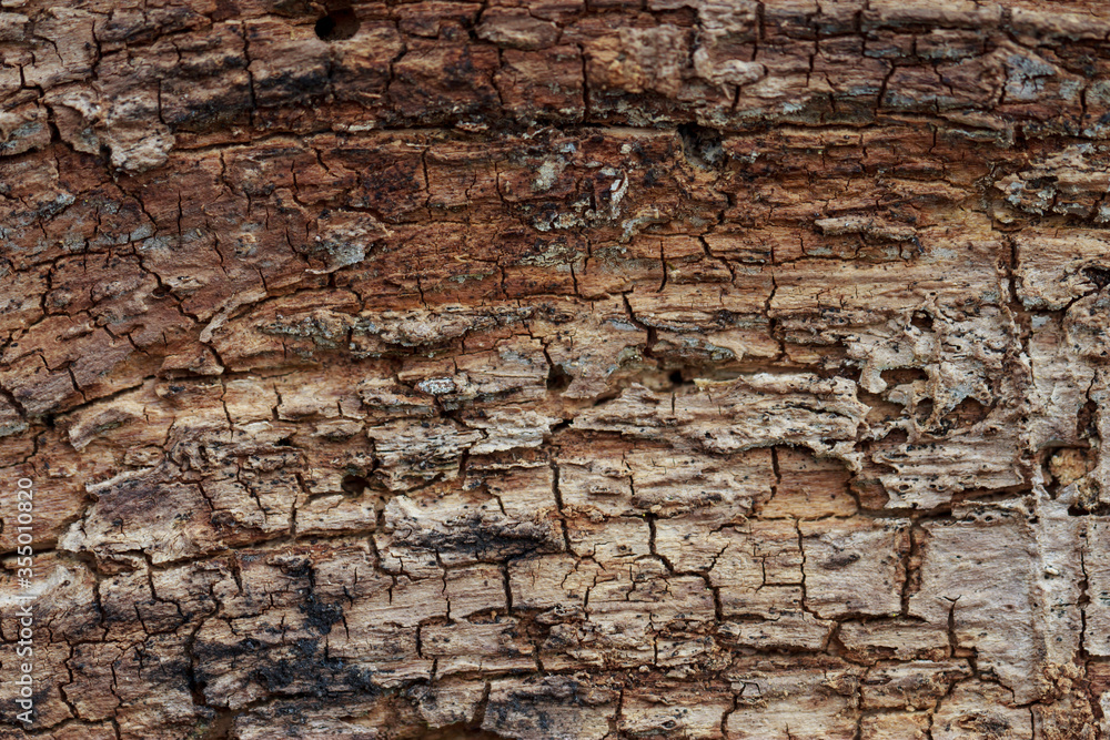 Tree texture background Tree texture background