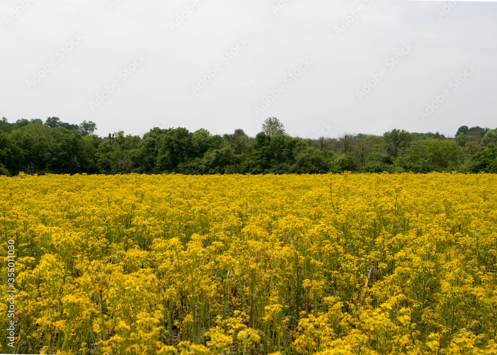 rapeseed field in spring