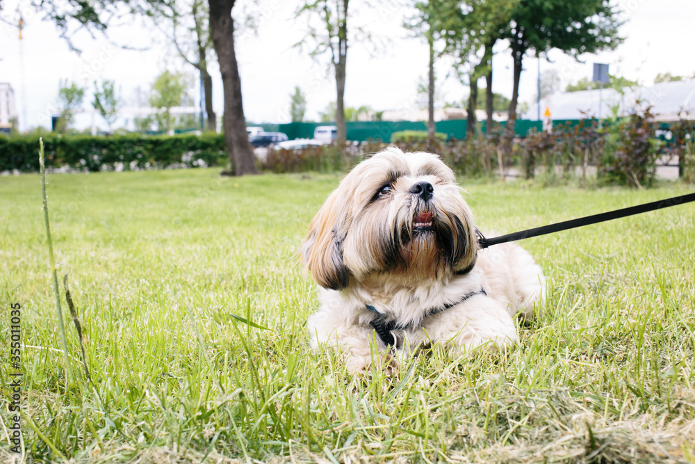 Beautiful shih tzu dog with leash lying on the grass outside on summer day. Beautiful shih tzu dog with leash lying on the grass outside on summer day.