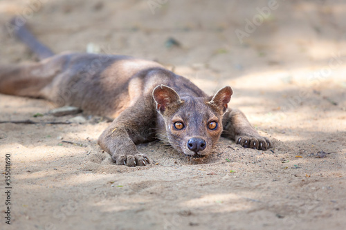 Endemic Madagascar fossa on the ground 