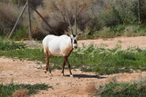Wild Arabian Oryx in the savannah of the Shaumari Wildlife Reserve (nature reserve) in al-Azraq, Jordan