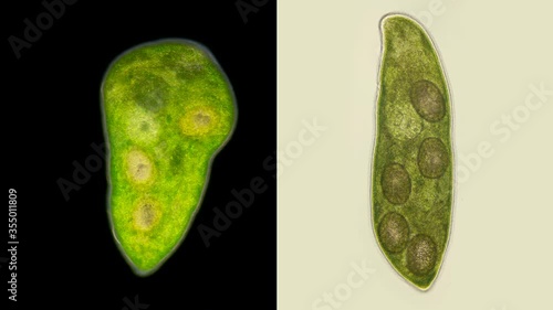 Flatworm Typhloplana sp. under a microscope, the Typhloplanidae family, Rhabditophora class, lives in symbiosis with the Zoochlorella algae, therefore they are green in color, they live in fresh water photo